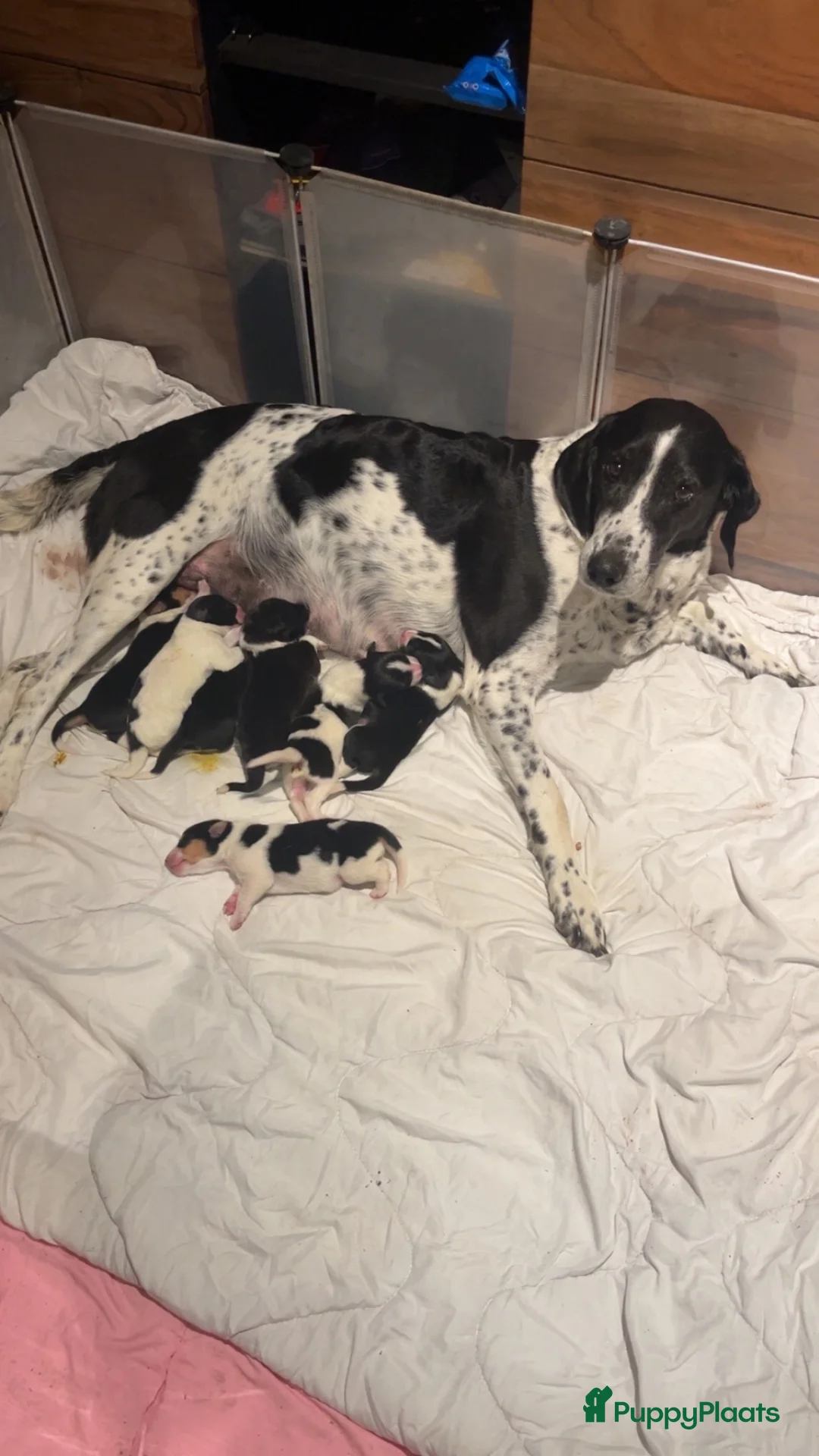 Kruising honden te koop: 3 pups zoeken een nieuw huisje  - Advertentie 2