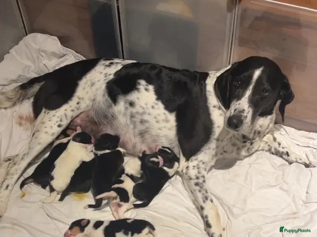 Kruising honden te koop: 3 pups zoeken een nieuw huisje - Advertentie 2