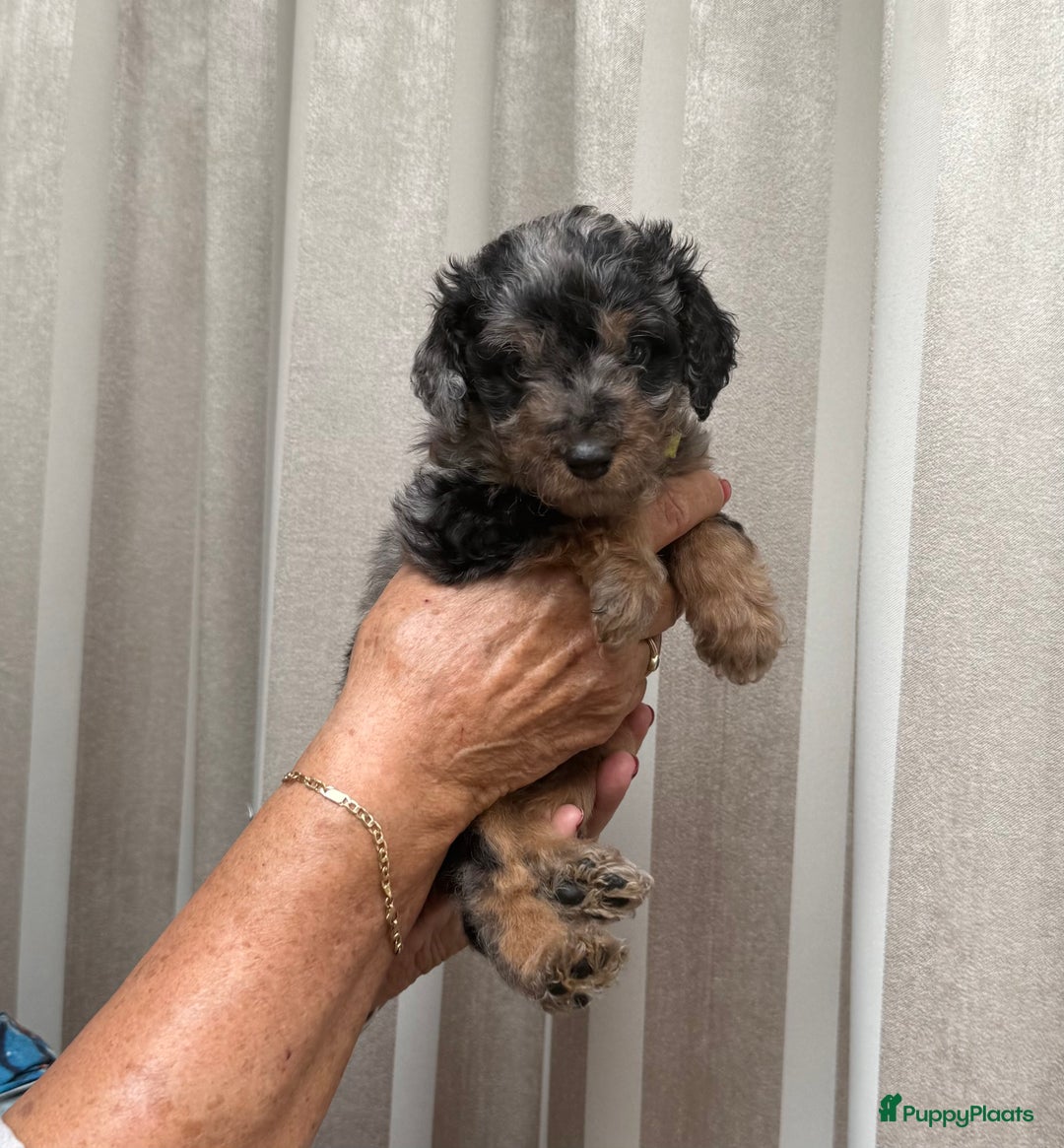 Labradoodle honden te koop: Knuffelhondjes - Afbeelding 6