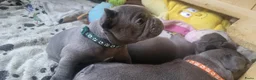 Franse Bulldog honden te koop:  Prachtige Blauwe Bulldog puppy’s thuisnestje - Advertentie 5