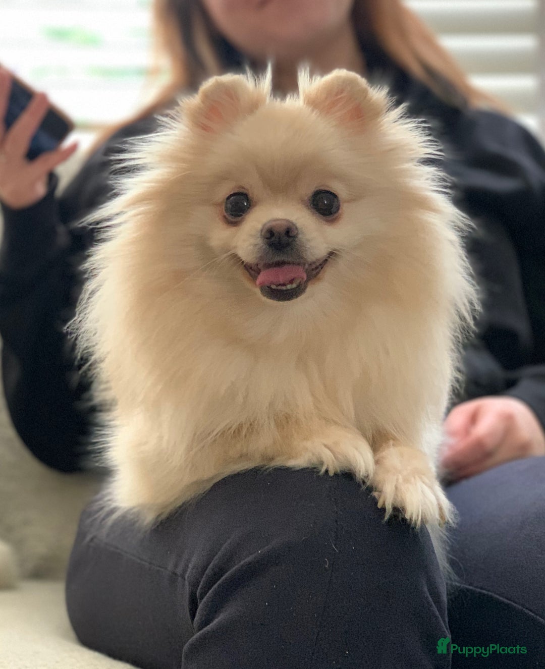 Pomeriaan honden te koop: Raszuivere Pomeranian / pomeriaan pups 🐾 - Advertentie 9