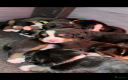 Kruising honden te koop: Berner Sennen x Zwitserse Sennen pups - Afbeelding 15
