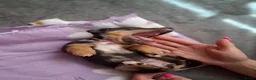Jack Russel Terriër honden te koop: 5 leuke jack russel pups - Advertentie 12