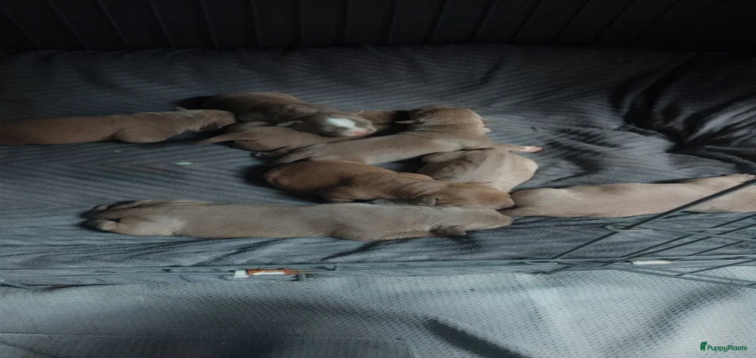 Galerij afbeelding {{count}}