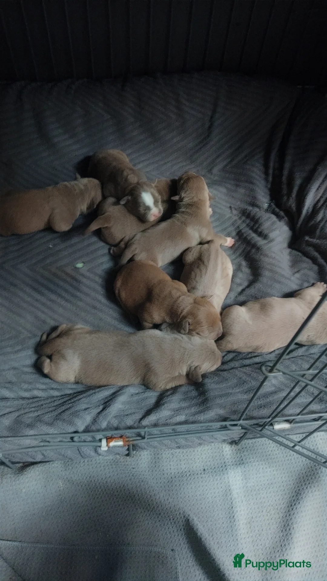 Galerij afbeelding {{count}}