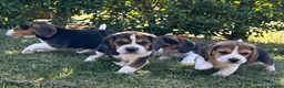 Beagle honden te koop: prachtige beagle pups - Advertentie 6