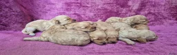 Cockapoo honden te koop: Cockapoo pupjes kleine maat - Advertentie 4