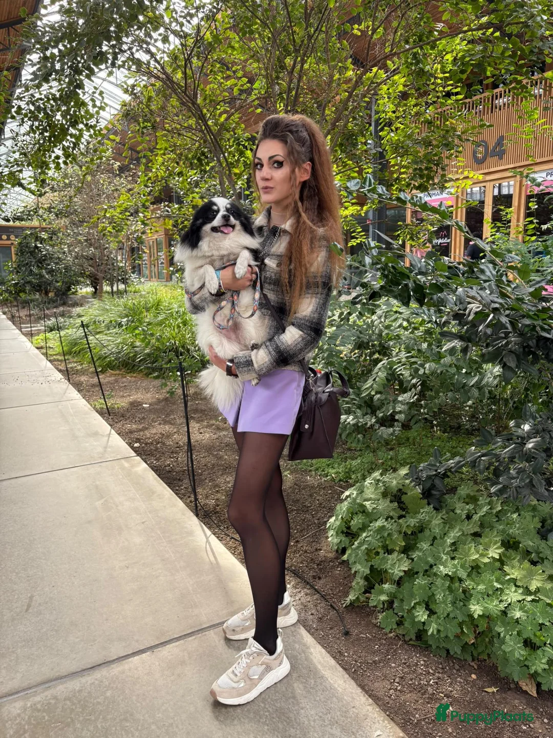 Pomeriaan honden ter dekking: Pomeriaan dekreu klaar voor de date - Advertentie 2