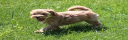 Maltipoo honden te koop: Knappe Maltipoo pups - Advertentie 13
