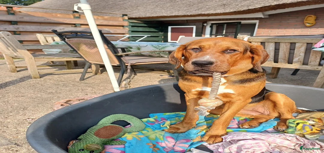 Galerij afbeelding {{count}}