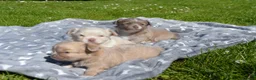 Chihuahua honden te koop: Langharige Chihuahua puppy’s  - Advertentie 13
