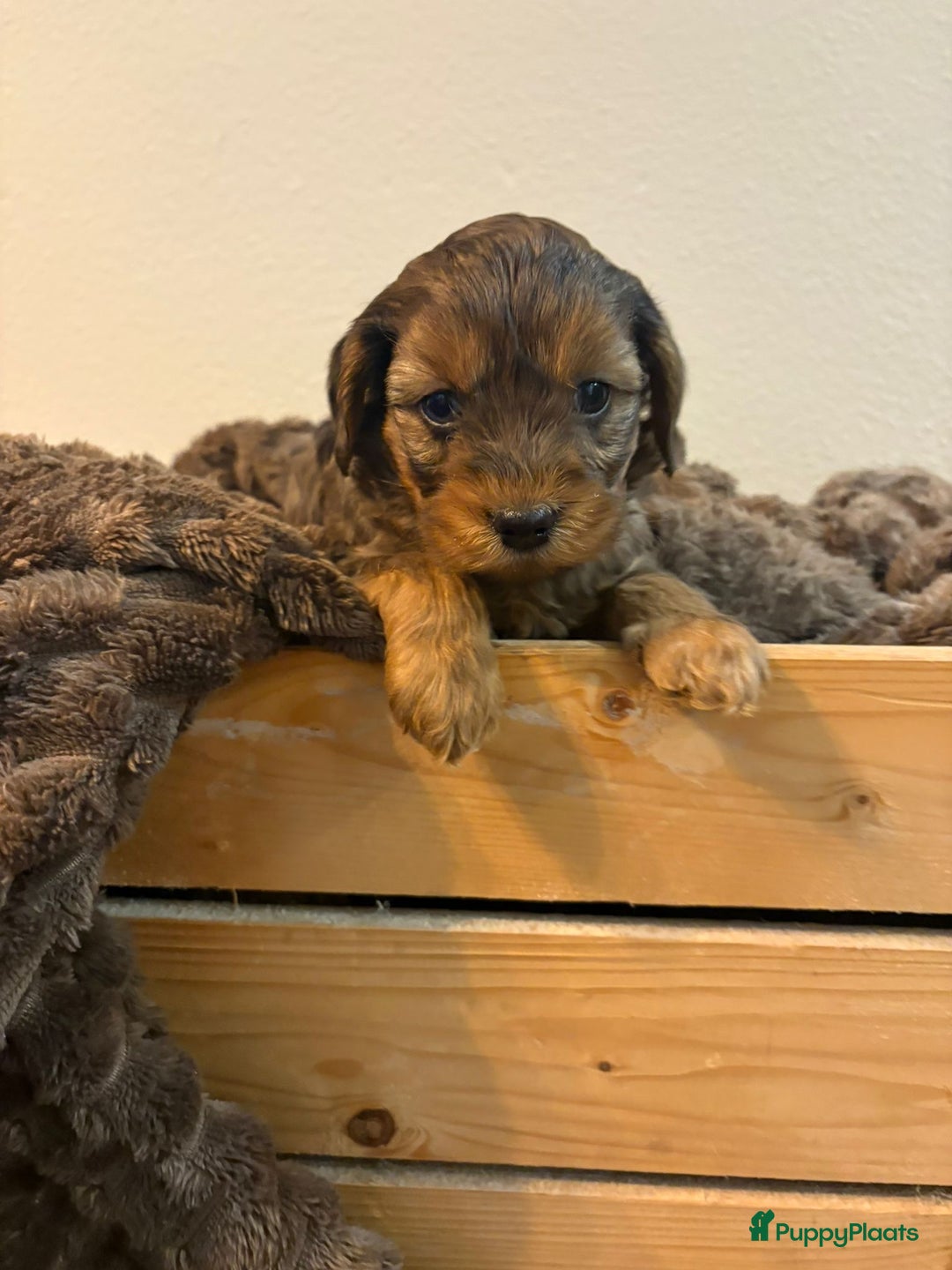 Maltipoo honden te koop: Maltipoo mini pup - Advertentie 15