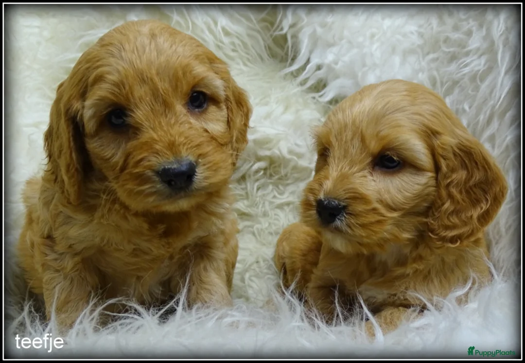 Cockapoo honden te koop: Cockapoo pups - Advertentie 17