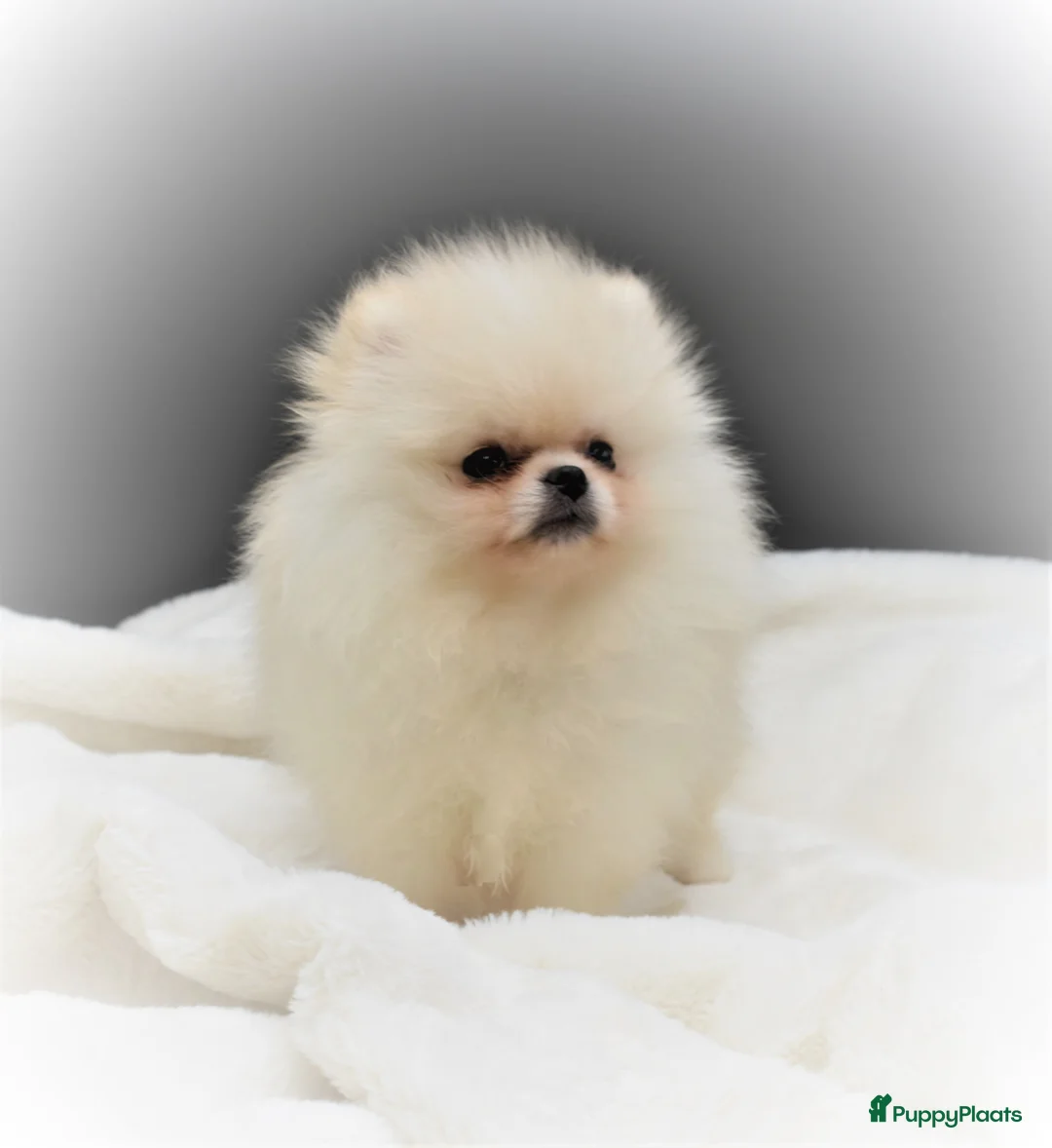 Galerij afbeelding {{count}}