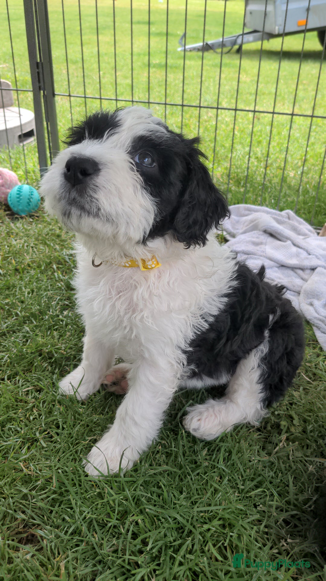 Kruising honden te koop: Mooi, lief en slim! hypoallergene Spaanse aussies - Afbeelding 12