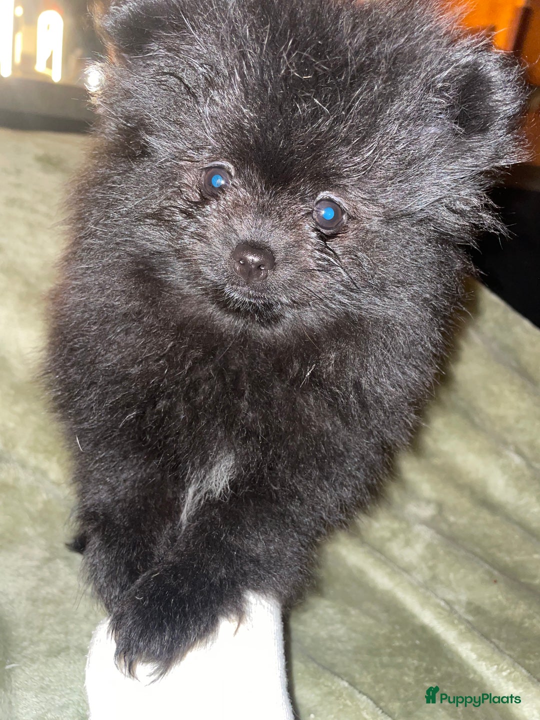 Pomeriaan honden te koop: prachtige pomeriaan pups te koop 1 reutje 1 teefje - Advertentie 9