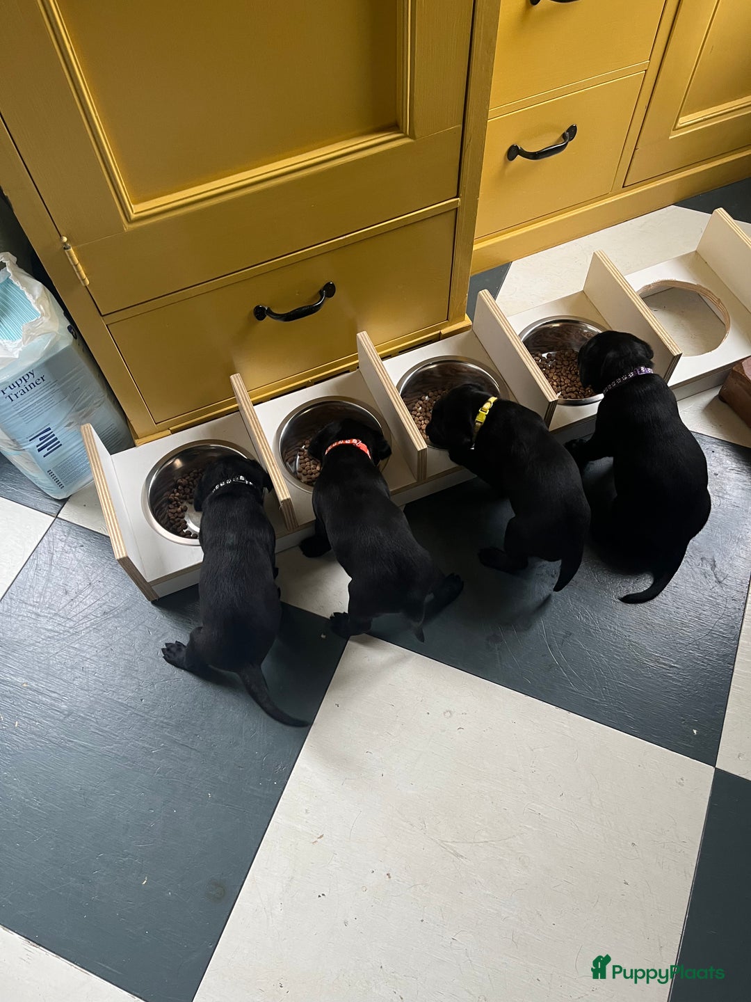 Labrador Retriever honden te koop: Werklijn reutjes beschikbaar - Advertentie 1