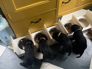 Labrador Retriever honden Werklijn reutjes beschikbaar - Advertentie 1