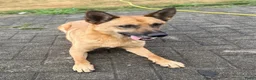 Mechelse Herder honden te koop: Mechelse Herders.Reu en Teef .. 3 jaar - Advertentie 18