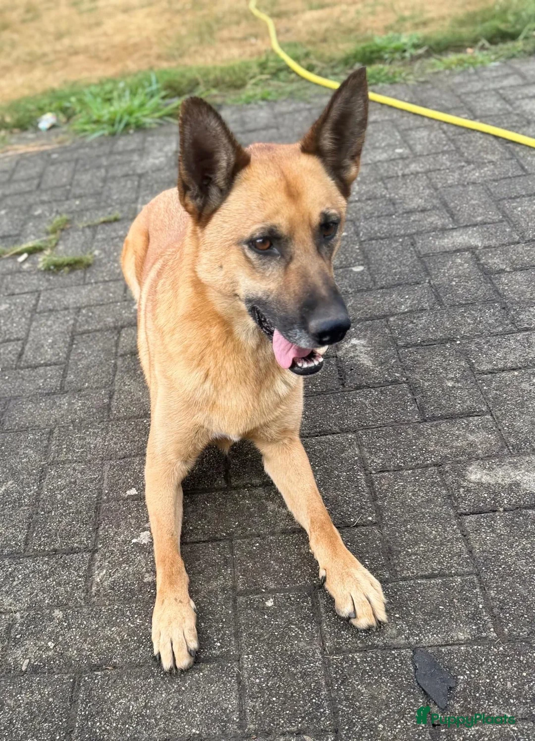 Mechelse Herder honden te koop: Mechelse Herders.Reu en Teef .. 3 jaar - Advertentie 18