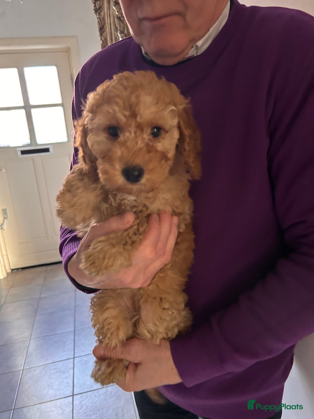 Dwergpoedel honden te koop: Dwergpoedel middellang lief en aanhankelijj - Advertentie 4