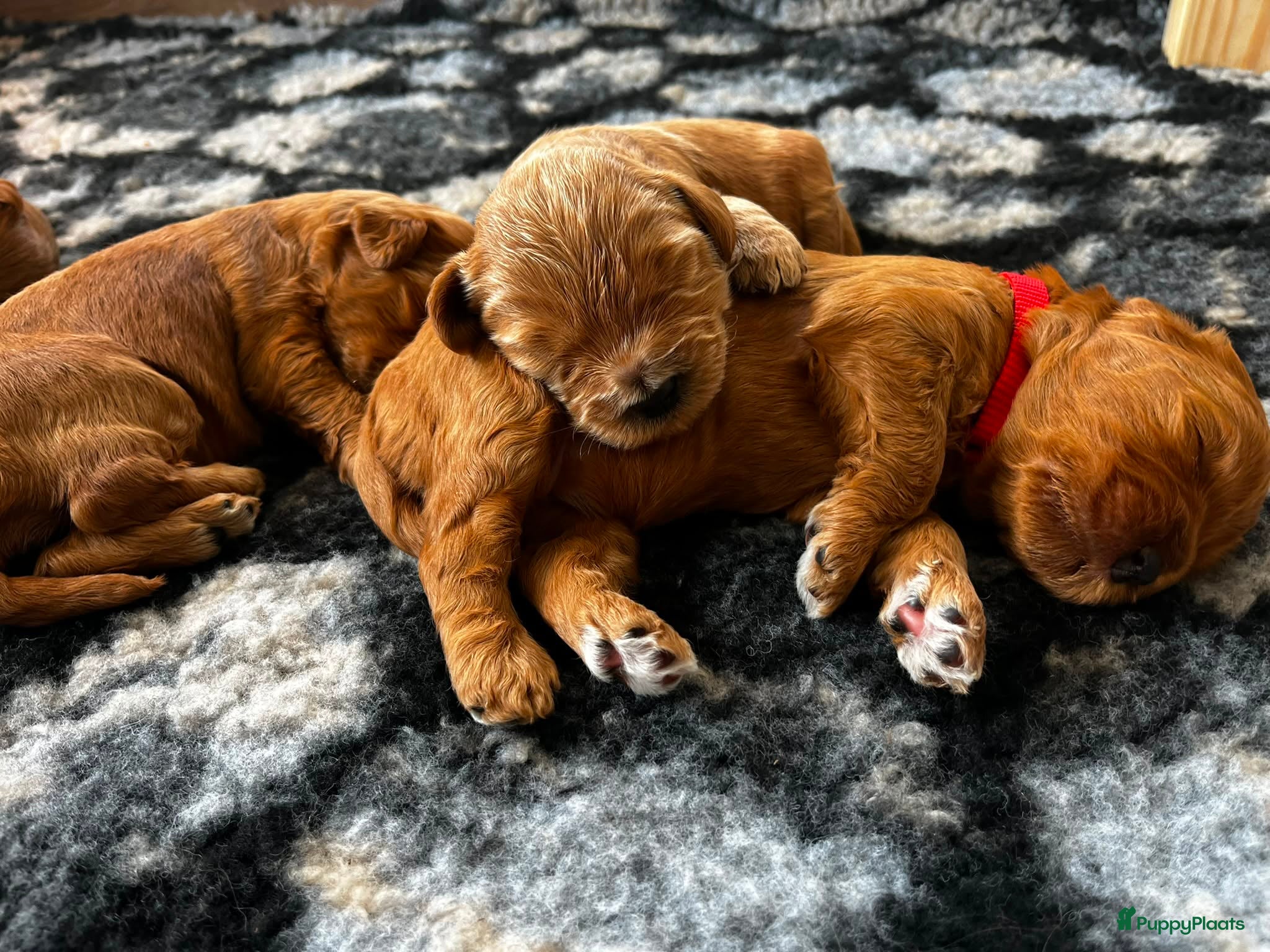 Australian Labradoodle honden te koop: Australian labradoodle pups - Advertentie 18