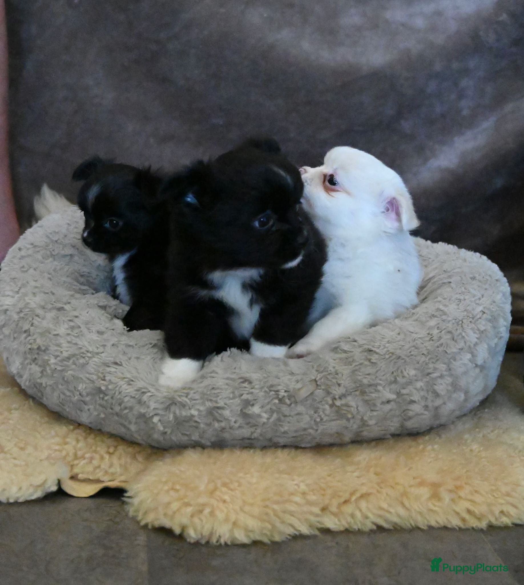 Pomchi honden Te koop: drie Pomchi pups - Advertentie 2