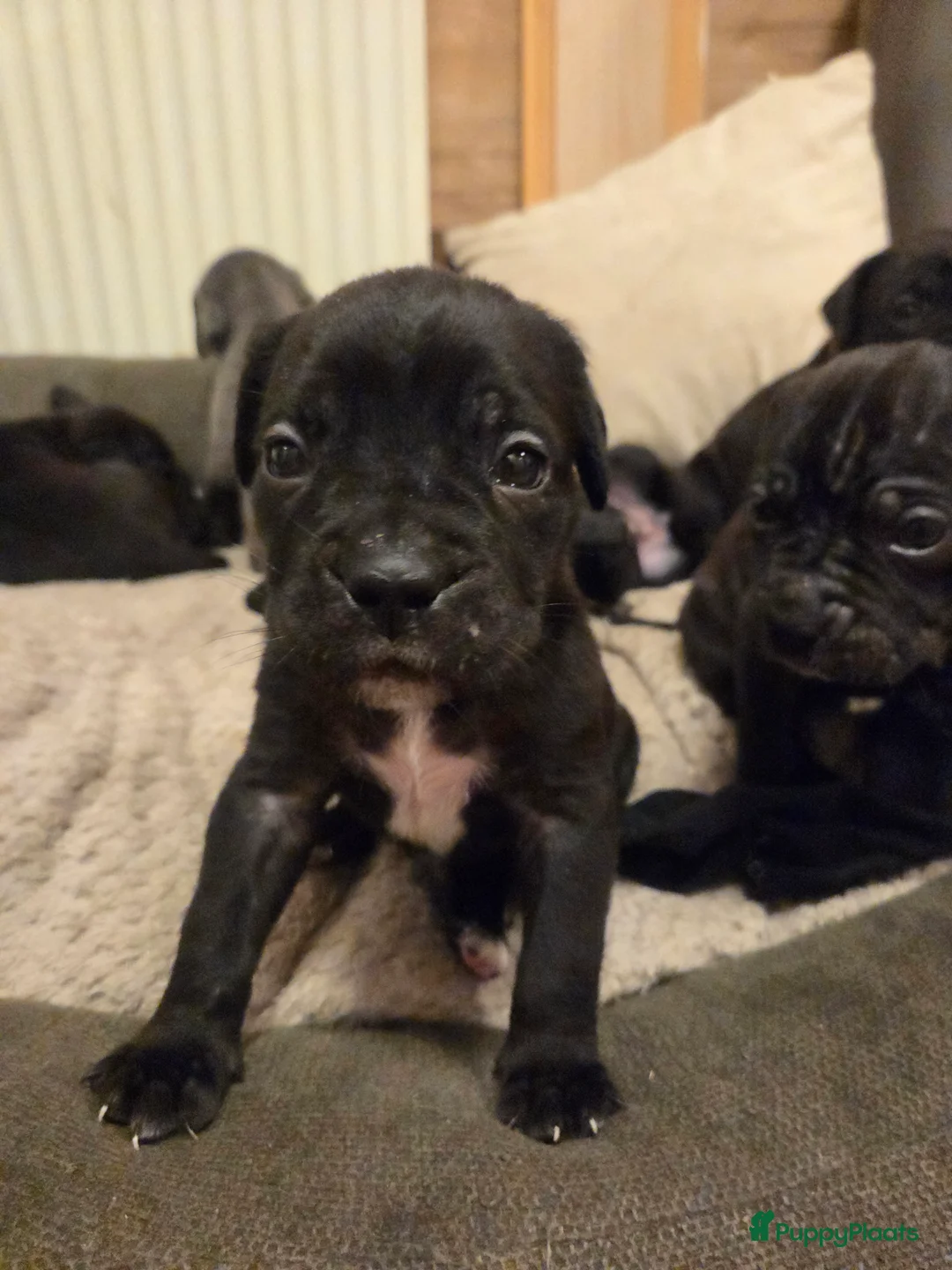 Cane Corso honden te koop: Prachtige CaneCorso's pups!  - Advertentie 5