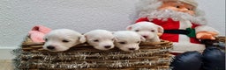 Maltezer honden te koop: 🥰 7 Prachtige Maltezer pups! 🐶 - Advertentie 3