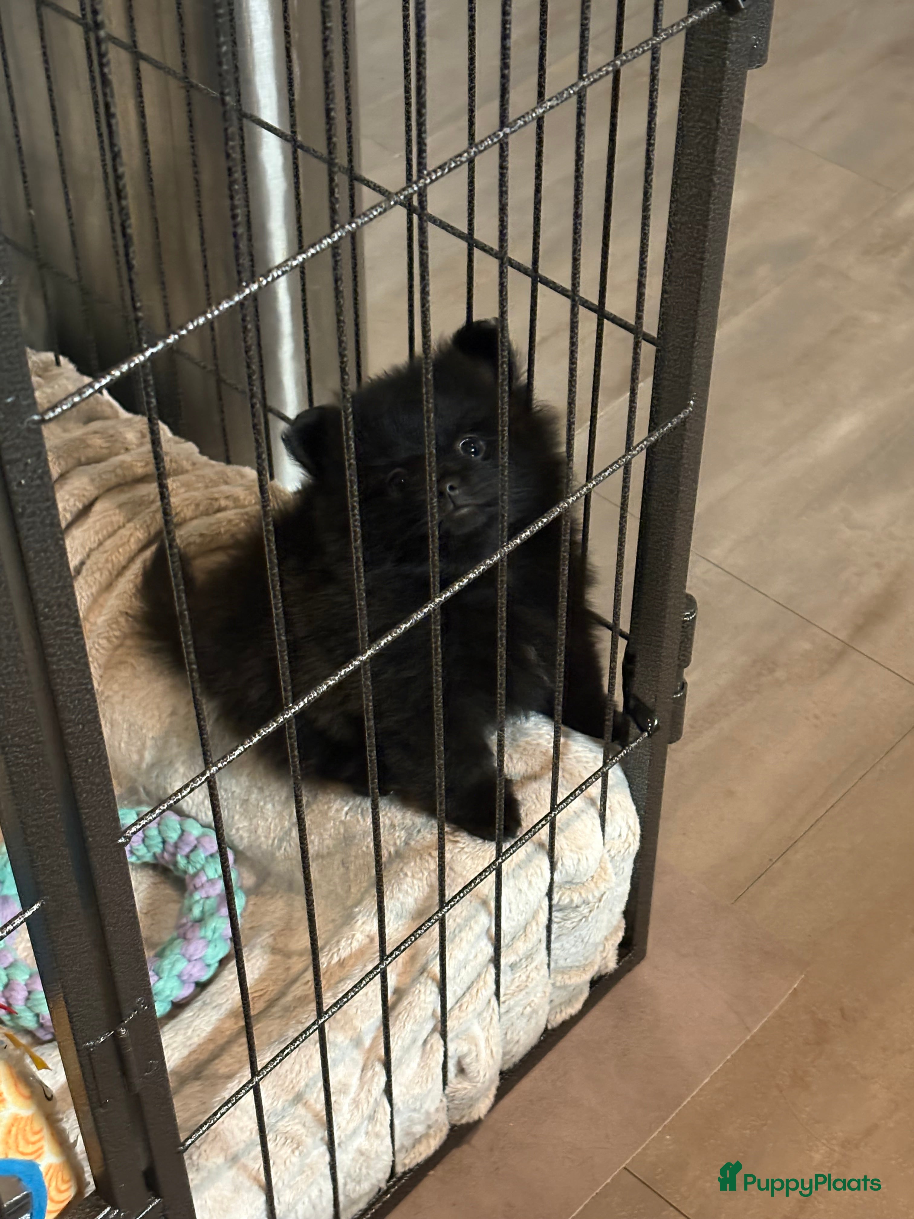 Pomeriaan honden Pomeriaan pups  - Advertentie 10