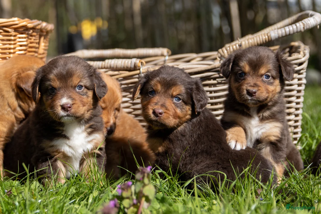 Kruising honden te koop: Australian Toller pups - Advertentie 1