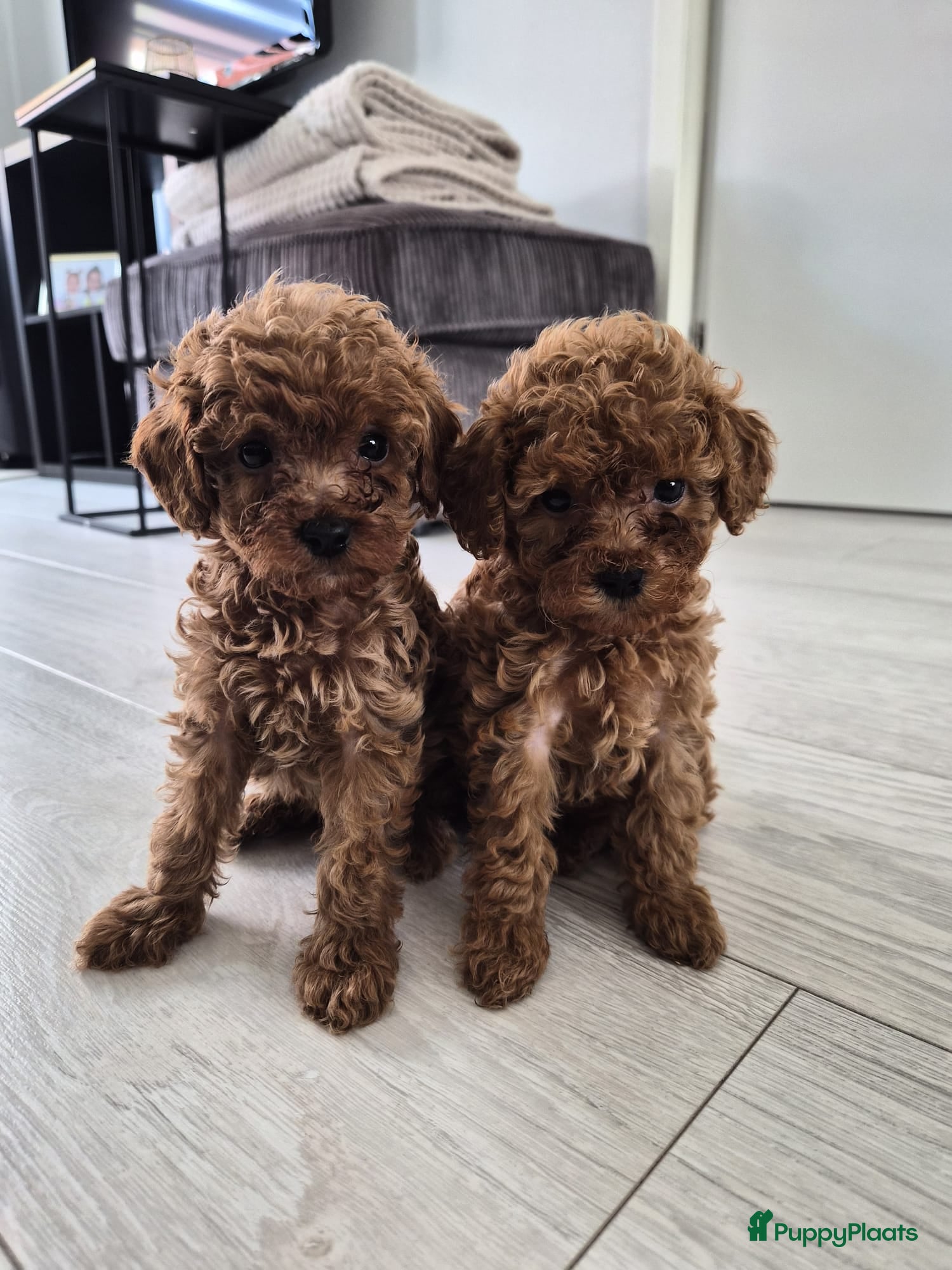 Poedel Toy honden Toypoedel pups - Advertentie 5