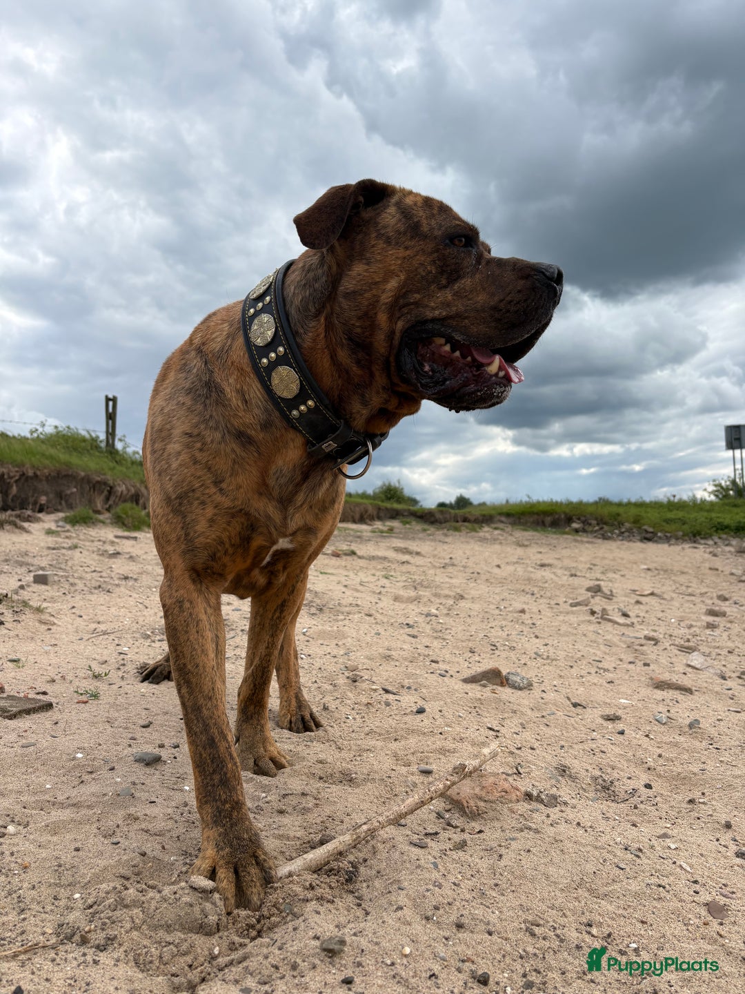 Cane Corso honden te koop: Cane corso pups - Advertentie 13
