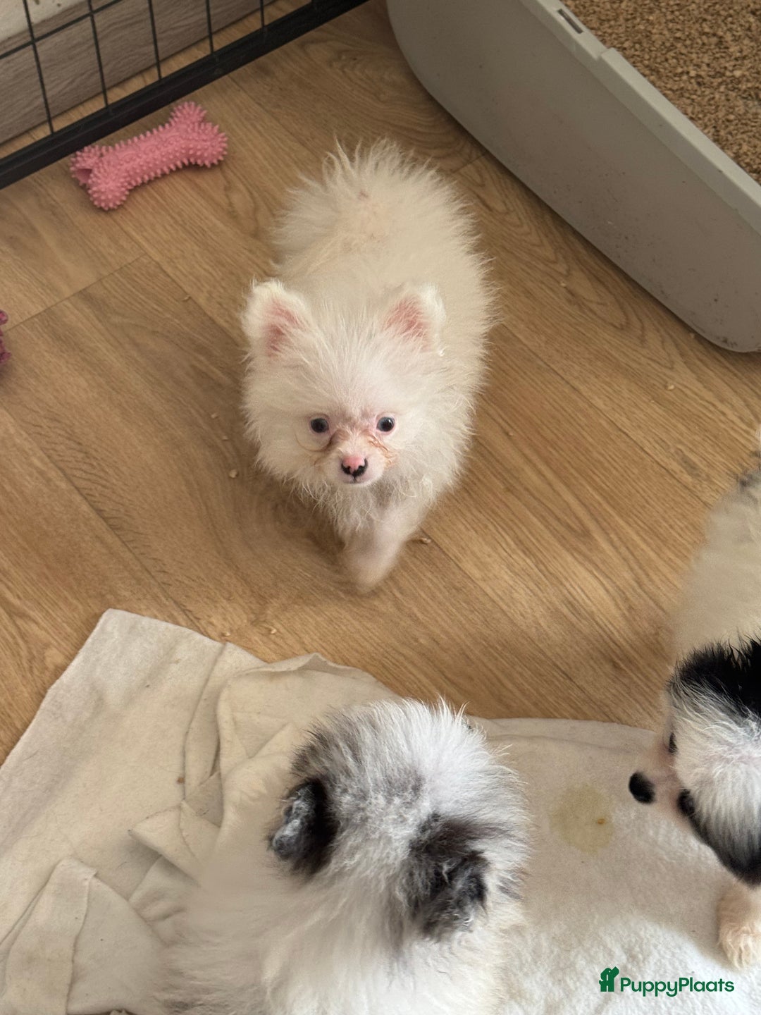 Pomeriaan honden te koop:  puppies mogen nu weg in prijs verlaagd  in Zoetermeer - Afbeelding 21