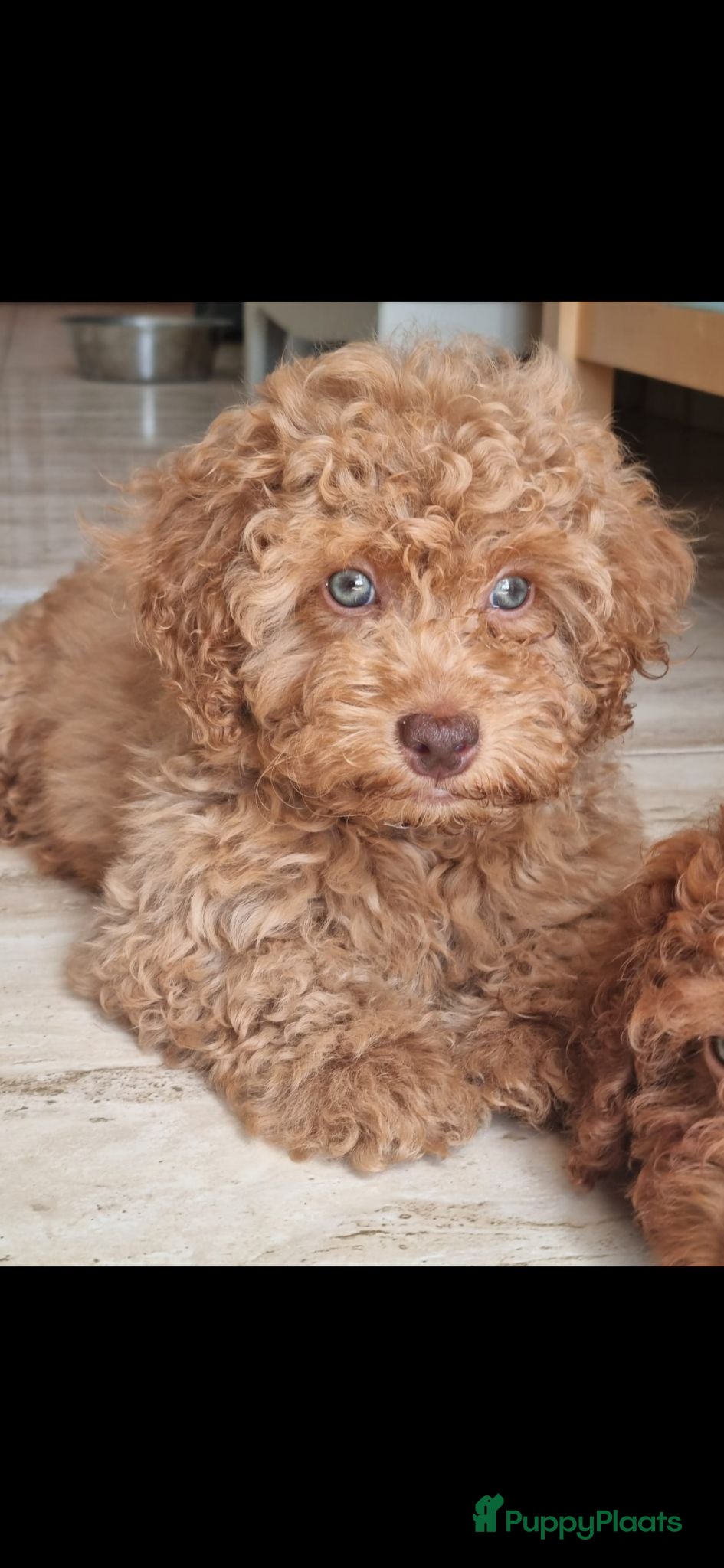 Poedel Toy honden toy poedel pups rood - Advertentie 3