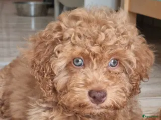 Poedel Toy honden toy poedel pups rood - Advertentie 3