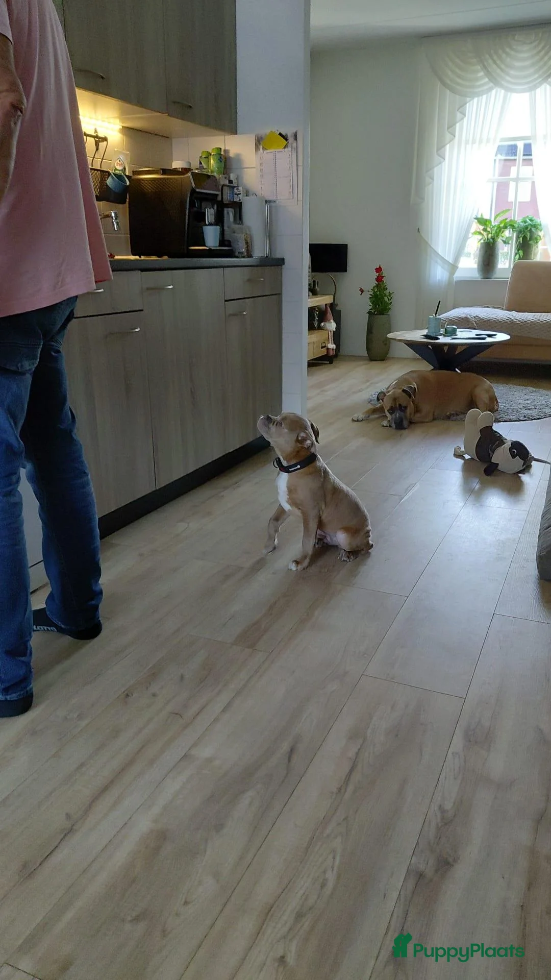 Old English Bulldog honden te koop: Te koop in Dalfsen - Advertentie 6