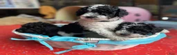 Dwergpoedel honden te koop: Kleine dwergpoedel harlekijn zwart/wit  - Advertentie 1