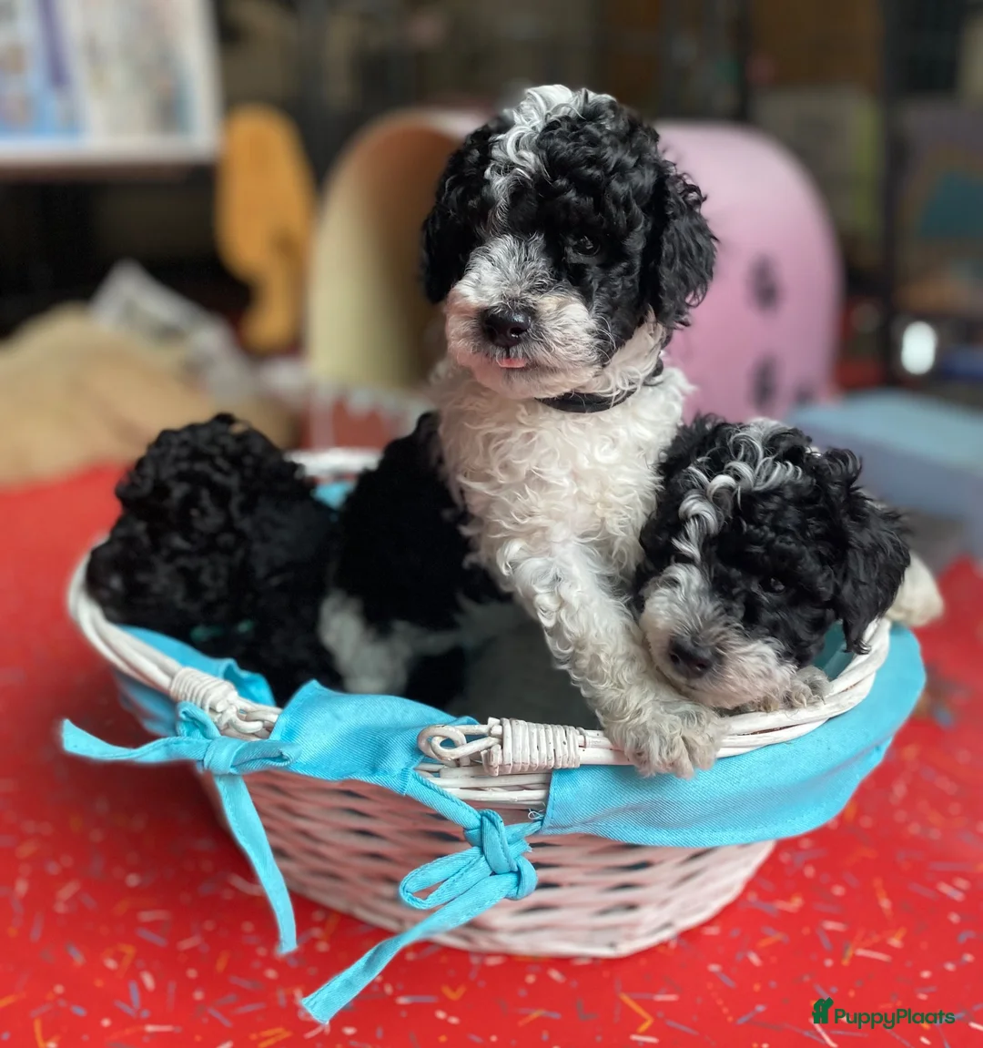 Dwergpoedel honden te koop: Kleine dwergpoedel harlekijn zwart/wit  - Advertentie 1