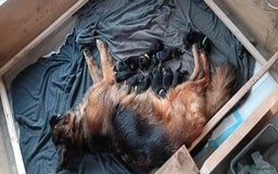 Duitse Herder honden te koop: Duitse Herder Langstokhaar pups te koop in Hardinxveld-Giessendam - Afbeelding 2