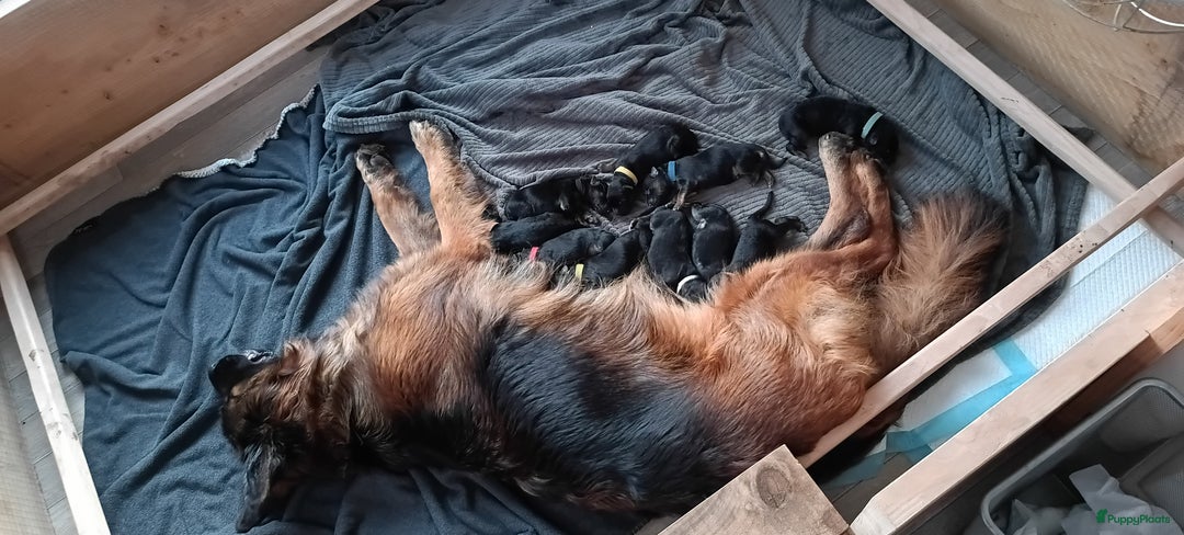 Duitse Herder honden te koop: Duitse Herder Langstokhaar pups te koop in Hardinxveld-Giessendam - Afbeelding 2