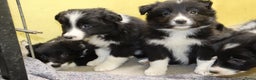 Border Collie honden te koop: Super Schattige border collie pups te koop - Advertentie 37