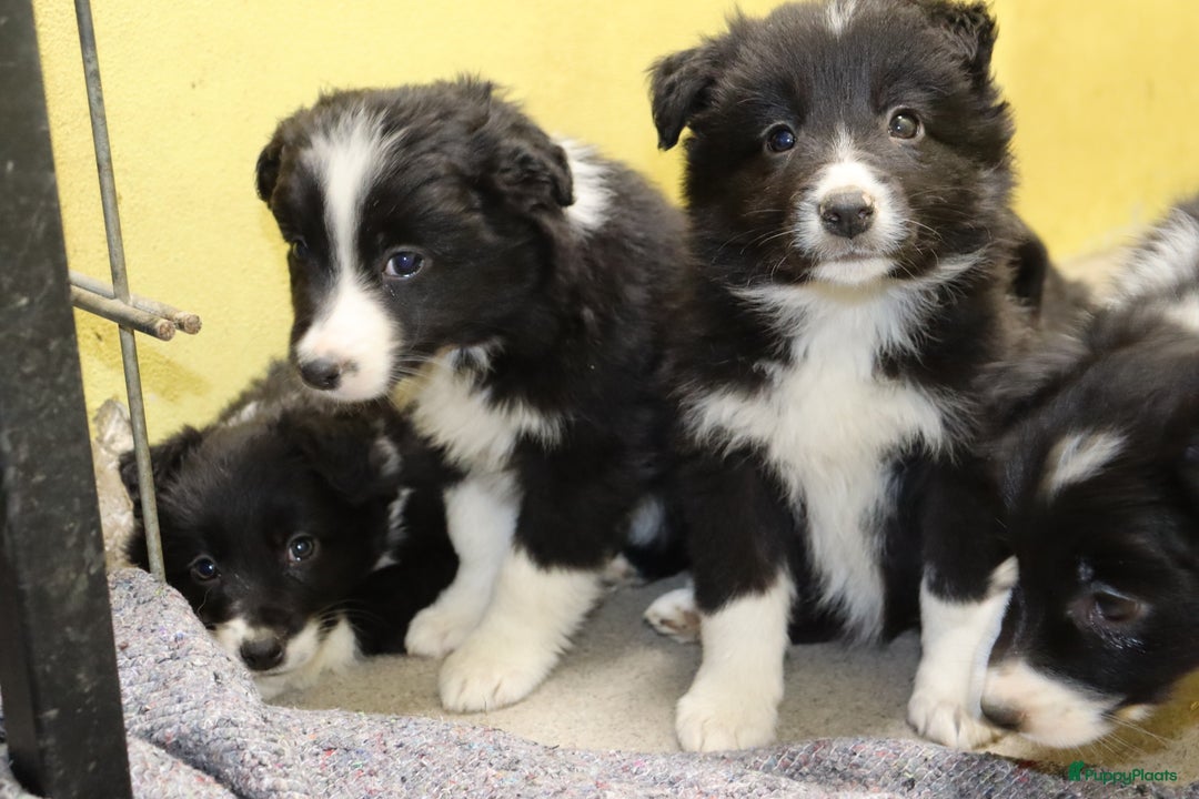 Border Collie honden te koop: Super Schattige border collie pups te koop - Advertentie 37
