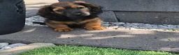 Teckel (langhaar) honden te koop: Langhaar dwergteckel reutje - Advertentie 4