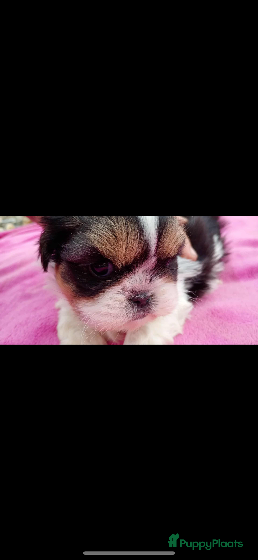 Shih Tzu honden te koop: Een 7 weken oud, raszuiver Shih Tzu-teefje,  - Advertentie 1