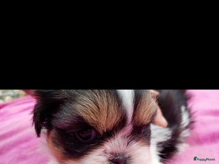 Shih Tzu honden Een 7 weken oud, raszuiver Shih Tzu-teefje, - Advertentie 1