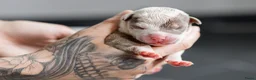 Amerikaanse Bully honden te koop: Prachtig American Bully XL teefje beschikbaar 🐾 - Advertentie 5