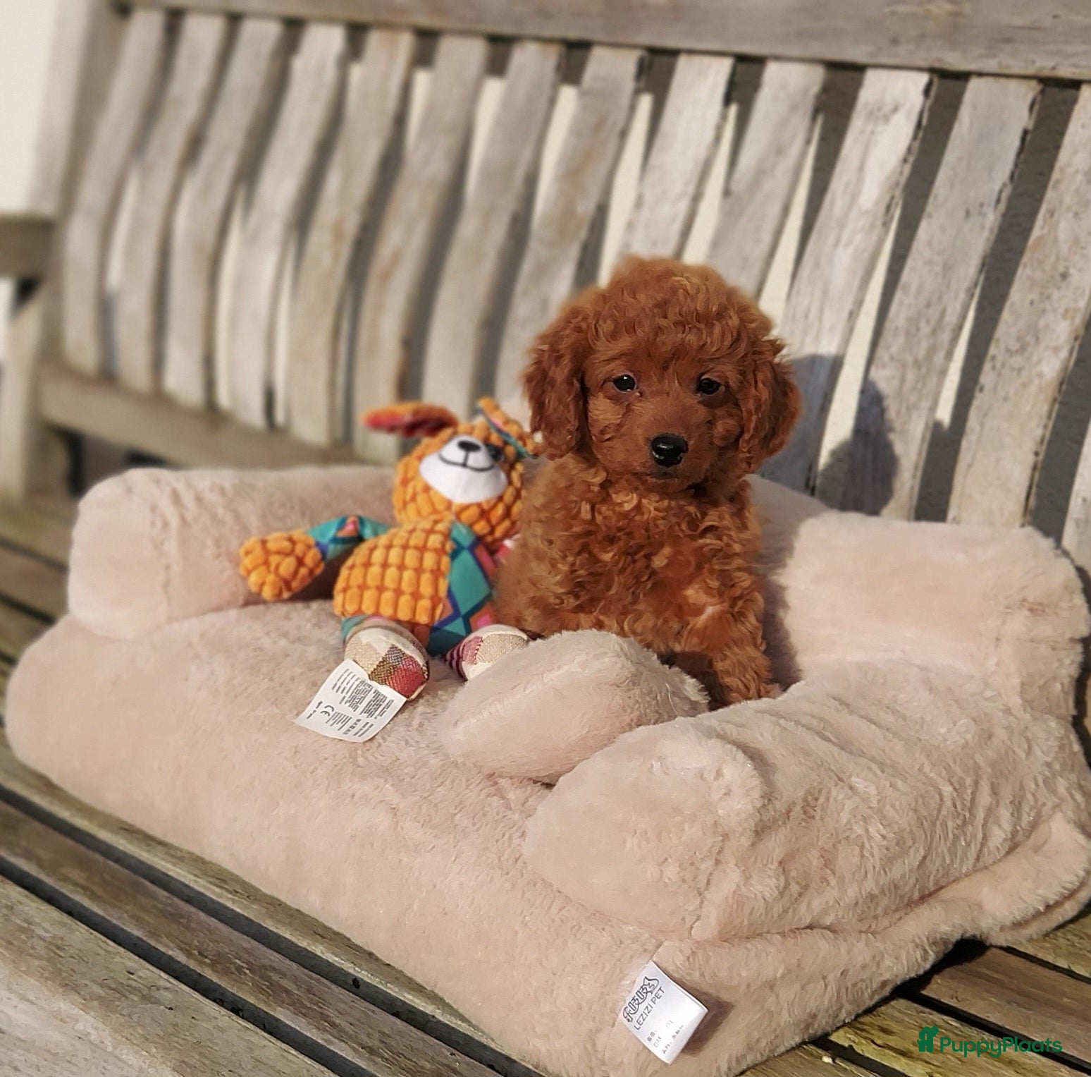 Maltipoo honden Maltipoo Reutje - Advertentie 2