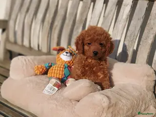 Maltipoo honden Maltipoo Reutje - Advertentie 2