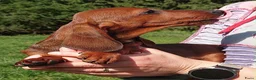Teckel (korthaar)  honden te koop: Standaard korthaar met FCI-stamboom - Advertentie 3